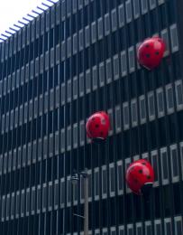 Ladybugs of the city